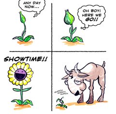 Showtime